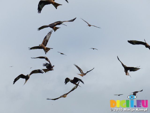 FZ022907 Red kites (Milvus milvus)